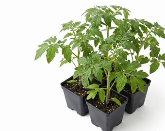 May include: Four young tomato plants with vibrant green, serrated leaves growing in individual black square plastic pots filled with dark potting soil. The plants are arranged in a cluster, showcasing healthy stems and foliage against a white background.