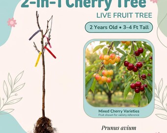 Cerezo 2 en 1, árbol frutal vivo – 2 años de edad, 90-120 cm de altura, dos variedades de cereza injertadas, zonas 5-10