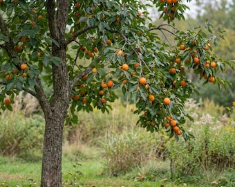 May include: A persimmon tree with a textured, dark brown trunk and numerous branches laden with vibrant orange, round fruits. The tree features dense green foliage and is situated in an outdoor setting. The text RADENIQUE appears in the corner.