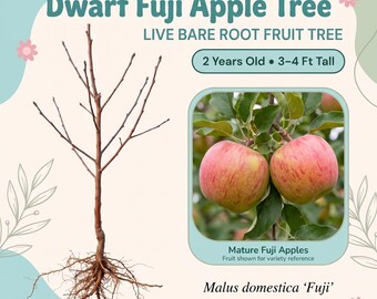 May include: A bare root Dwarf Fuji Apple Tree with exposed roots and thin branches. Text reads: Dwarf Fuji Apple Tree, LIVE BARE ROOT FRUIT TREE, 2 Years Old, 3-4 Ft Tall, Mature Fuji Apples, Malus domestica 'Fuji', and RADENIQUE.