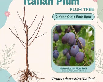 May include: A 2-year-old bare root Italian Plum tree with a brown trunk and exposed roots. The image includes text reading Italian Plum, PLUM TREE, 2-Year-Old Bare Root, Mature Italian Plum Fruit, and Prunus domestica Italian.