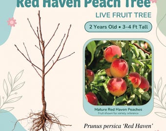 Red Haven Peach Tree Live Fruit Tree – 2 Year Old, 3–4 Ft Tall, Very Sweet Rich Juicy Peaches, Self Pollinating, Zones 5–9