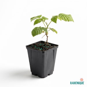 May include: A young green plant with serrated leaves growing in a square black plastic pot filled with dark soil and small green fertilizer pellets. The plant has a thin brown stem and several branches extending outward from the center.