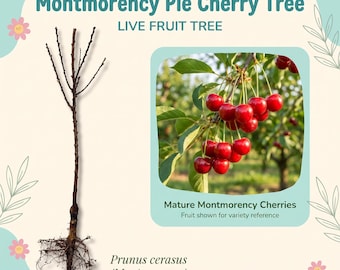 Cerezo Montmorency para tarta, árbol frutal vivo – 2 años de edad, 90-120 cm de altura, cerezas ácidas de color rojo brillante, autofértil, zonas 4-10.