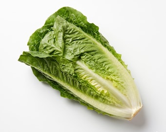 May include: A head of fresh romaine lettuce featuring elongated, upright leaves that transition from a deep, vibrant green at the outer edges to a pale, creamy white near the base. The leaves have a crisp, crinkled texture and a firm structure.