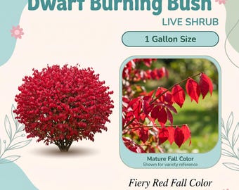 Arbusto vivo de arbusto ardiente enano – 1 galón, color rojo intenso en otoño, forma compacta de globo, tamaño maduro de 1,2 a 1,8 metros, zonas 3 a 9.