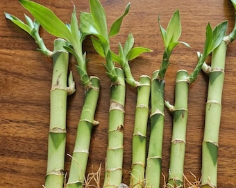 Lucky Bamboo 7 Stalks (5x4"+2x6") Easy Care Perennial Rooted Water Plant Gift
