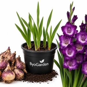 May include: A collection of gladiolus bulbs, a black plastic pot labeled ByoGarden containing green gladiolus shoots in soil, and a cluster of vibrant purple and white gladiolus flowers with long green leaves on a white background.