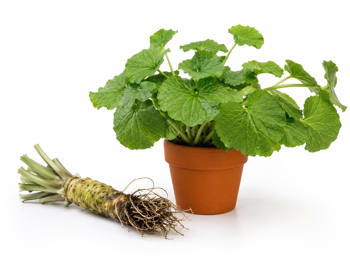 Wasabi Japonica Seed - Etsy