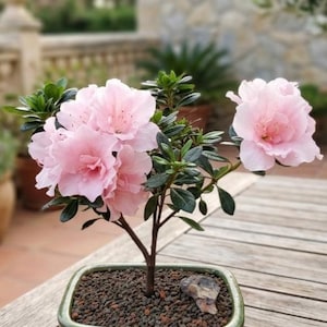 Hydrangea Bonsai - Etsy