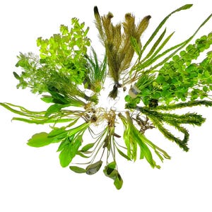 May include: A collection of various live aquatic plants arranged in a circular pattern. The assortment includes stems with bright green rounded leaves, feathery brown stalks, long thin grass-like blades, and broad, smooth-edged green foliage.