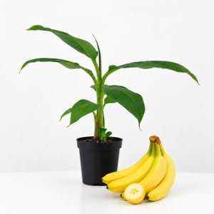 Musa Yellow Variegated Banana - Etsy