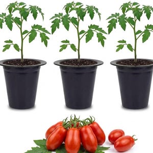 May include: Three young green tomato plants growing in identical black plastic pots, arranged in a row above a cluster of several ripe, oblong red tomatoes with small green stems and a few detached green tomato leaves on a white background.