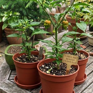 Lot of 3 (75+ DAYS OLD) Carolina Reaper Super Hot Pepper Live PLANTS