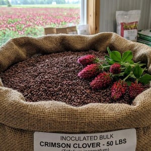 May include: A burlap sack filled with crimson clover seeds, labeled "INOCULATED BULK CRIMSON CLOVER - 50 LBS." Sprigs of crimson clover flowers with red blooms and green leaves rest on top. A field of crimson clover is visible through a window.