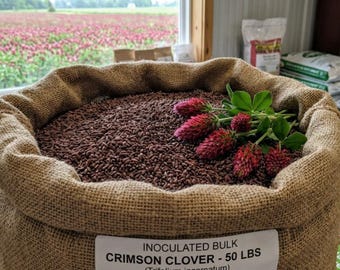 Inoculated Bulk Crimson Clover Seed For Planting Pastures, Cover