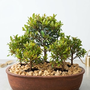 Syzygium Bonsai - Etsy