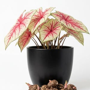 May include: A Caladium plant with heart-shaped leaves featuring cream-colored centers, green margins, and prominent pink veins, potted in a matte black ceramic container, accompanied by several brown, round plant bulbs at the base.