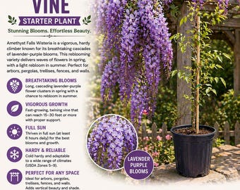 Amethyst Falls Wisteria Vine Starter Plant | Fragrant Purple Flowering Climbing | 1 Live Plant