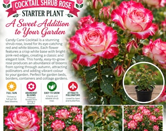 Candy Cane Cocktail Rose | Pink & White Blooms | 1 QT Live Starter Plant