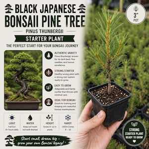 May include: A Black Japanese Bonsai Pine Tree starter plant in a 3-inch pot. The text reads Black Japanese Bonsai Pine Tree Pinus Thunbergii, Authentic Variety, Strong Starter, Easy to Grow, Ideal for Bonsai, Light Full Sun, Water, Height, Hardy.
