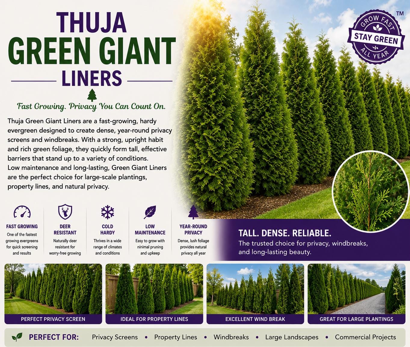 Tree Liners Thuja Green Giant Liners | Fast Growing Evergreen Privacy Trees ...