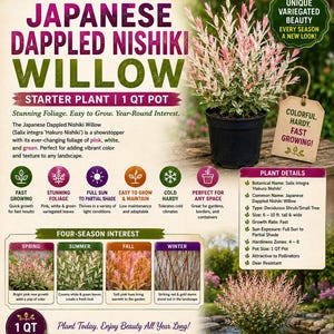 May include: A Japanese Dappled Nishiki Willow starter plant in a 1 qt black pot. The foliage features variegated pink, white, and green leaves. The image includes text detailing plant care, growth habits, and seasonal changes for this shrub.