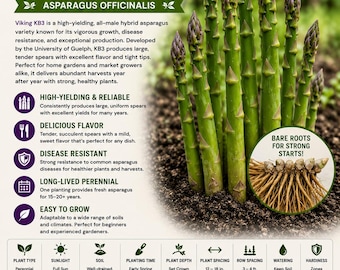 Viking KB3 Asparagus Live Crowns | 2-Year Old Bare Roots, High Yield Heirloom Garden