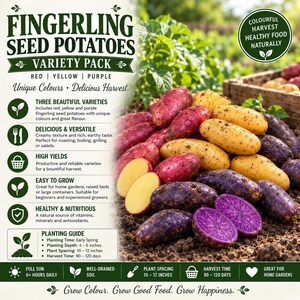 May include: A variety pack of fingerling seed potatoes in red, yellow, and purple colors. The image includes text detailing planting guides, harvest times, and nutritional benefits, with potatoes displayed on soil and a wooden crate in the background.