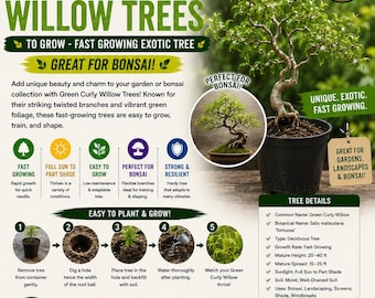 Green Curly Willow Cuttings – Fast Growing Exotic Bonsai Tree Branches | Kelli's Curly Corkscrew