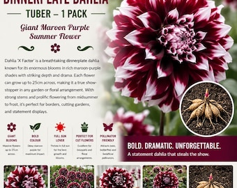 X Factor Dinnerplate Dahlia Tuber Giant Maroon Purple Summer Flower 1 Pack