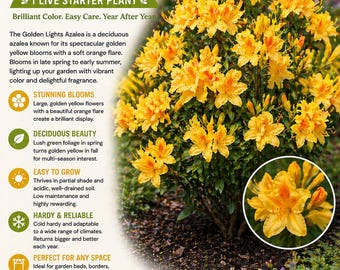 Golden Lights Deciduous Azalea 1 Live Starter Plant | Hardy Yellow Azalea