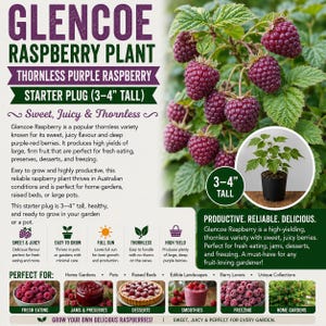 May include: A Glencoe raspberry plant starter plug, 3-4 inches tall, featuring deep purple-red berries on green leafy stems. The image includes text describing the thornless variety, growth requirements, and various uses for the fruit.