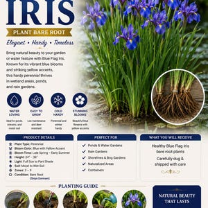 May include: An informational graphic for Blue Flag Iris plants. The image shows the plant with vibrant blue flowers and yellow accents, along with details about planting, care, and ideal growing conditions. The text includes the plant's height, which is 24-36 inches.