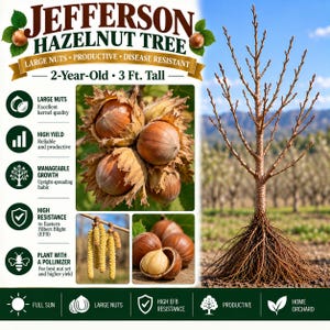 May include: A Jefferson hazelnut tree, 3 ft. tall and 2 years old, shown with bare branches and exposed roots. The image includes text detailing features like large nuts, high yield, and disease resistance, alongside photos of hazelnuts.