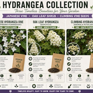 May include: Informative graphic showcasing three types of hydrangea: Japanese Vine, Oak Leaf, and Climbing Vine. Each section includes a photo of the plant, seed packet, and details on height, light, and hardiness zones. The text reads "Hydrangea Collection".