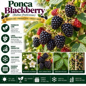 May include: A Ponca Blackberry plant information graphic featuring text and images of dark purple blackberries, white flowers, and green leaves. The text highlights features like thornless canes, productive growth, and sweet fruit for home gardens.