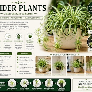 May include: A white ceramic pot filled with a vibrant spider plant, featuring long, arching leaves with green and white variegation. The image includes text about easy propagation and plant care, perfect for indoor decor.