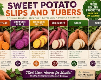 Sweet Potato Slips & Tubers | Choose Variety and Weight - Live Plants for Planting