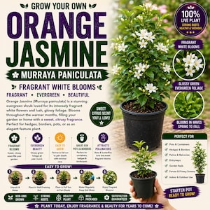 May include: An Orange Jasmine Murraya paniculata live plant in a black plastic pot. The image features text detailing plant care, including fragrant white blooms, glossy green evergreen foliage, and instructions for growing in pots or gardens.