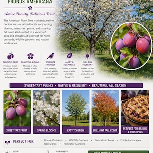 May include: An infographic about the American Plum Tree, Prunus Americana, showcasing its features. It highlights sweet-tart plums, spring blooms, and fall color. The tree is hardy, adaptable, and thrives in full sun, perfect for home orchards and wildlife gardens.