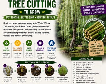 White Willow Tree Silver Leaf Cutting Live Salix alba Cutting for Planting