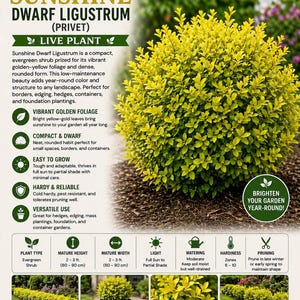 May include: A promotional image for Sunshine Dwarf Ligustrum, a live evergreen shrub. The image features a vibrant, rounded shrub with bright yellow-gold foliage. Text highlights its compact size, ease of growth, and versatility for various garden uses.