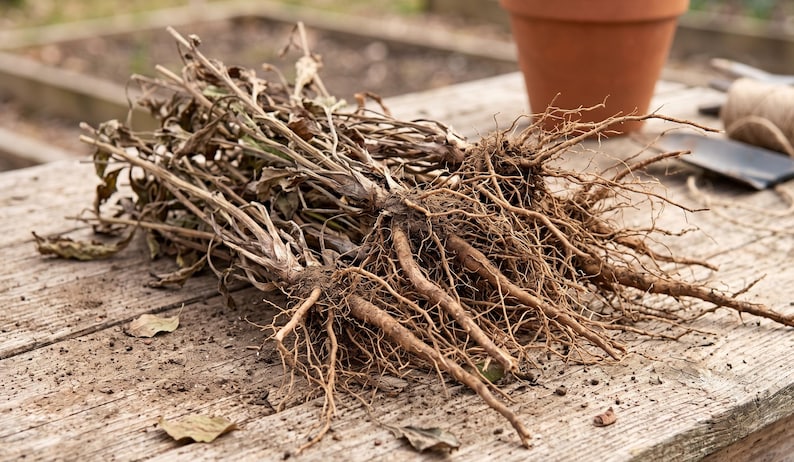 Goldenrod Root Rope Goldenrod Solidago Bare Root Plant | Perennial Wildflower | Pollinator ...