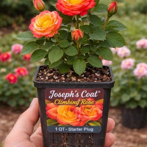 May include: A potted Joseph's Coat climbing rose with vibrant orange and yellow blooms. The plant has green leaves and several buds. The pot is black with a label that reads "Joseph's Coat Climbing Rose" and "1 QT - Starter Plug".