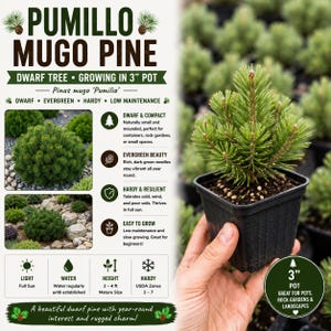 Pumillo Mugo Pine Dwarf Tree Live Plant – Growing in 3" Pot