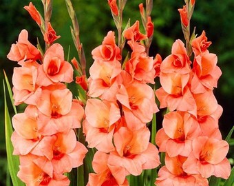 6 Oranje Gladiolenbollen, grote bloeiende tuinbollen