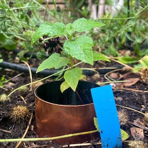 May include: A small green plant growing inside a cylindrical copper-colored metal barrier. A bright blue rectangular plastic plant marker stands upright next to the copper cylinder, which is set into dark soil among other garden vegetation.