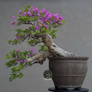 Puede incluir: Un bonsái de buganvilla con flores moradas vibrantes y hojas verdes, que presenta un tronco grueso, texturizado y de color claro que se extiende horizontalmente desde una maceta de cerámica redonda marrón oscuro con patrones en relieve y un logo.