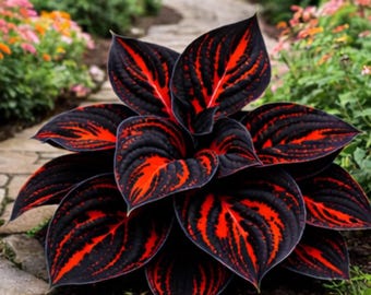 Rare Hosta Seeds Perennial Shade Garden Heirloom Long Blooming Plants